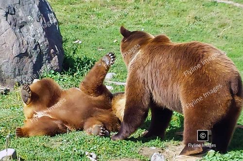 Grizzly Bears, Montana Grizzly Encounter, Casey Anderson, Wildlife Rescue