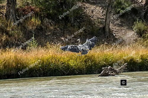Blue Heron, Chama River, New Mexico, Coopers El Vado Ranch