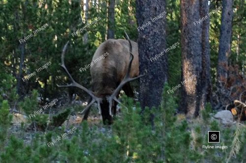 Elk