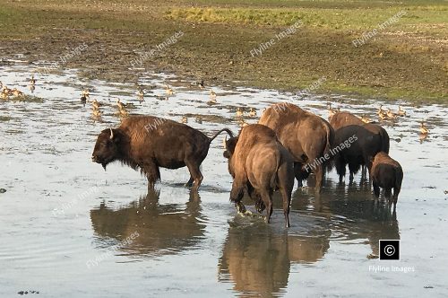 Buffalo