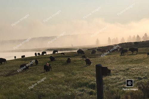Buffalo Herd