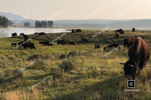 Buffalo
