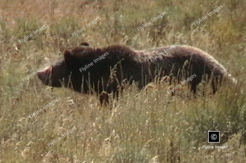 Grizzly Bear, Hayden Valley, Yellowstone National Park