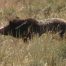 Grizzly Bear, Hayden Valley, Yellowstone National Park