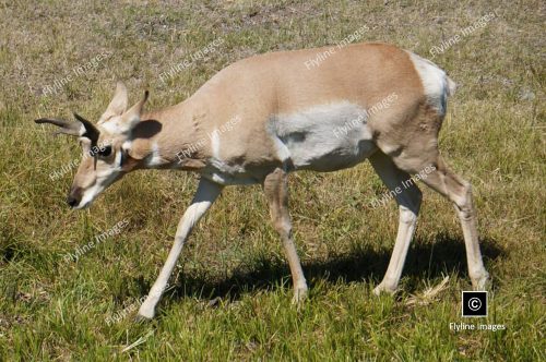Antelope