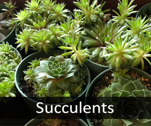 Succulents