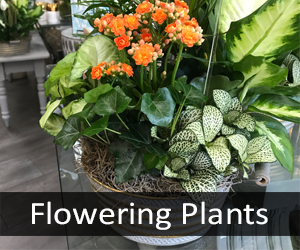 Flowering Plants