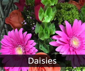 Daisies