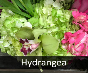 Hydrangea