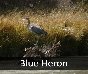 Blue Heron