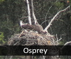 Osprey