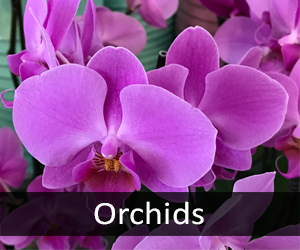Orchids