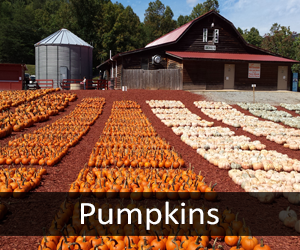Pumpkins