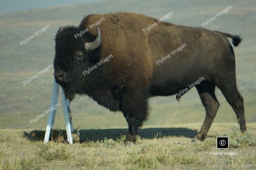 Buffalo