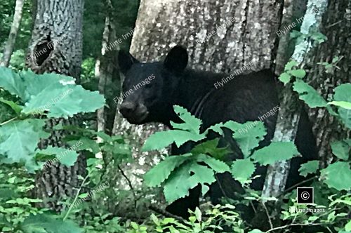 Black Bear