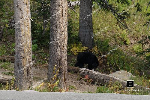 Black Bear