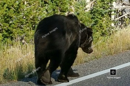 Grizzly Bear, Yellowstone