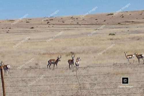 New Mexico, Antelope