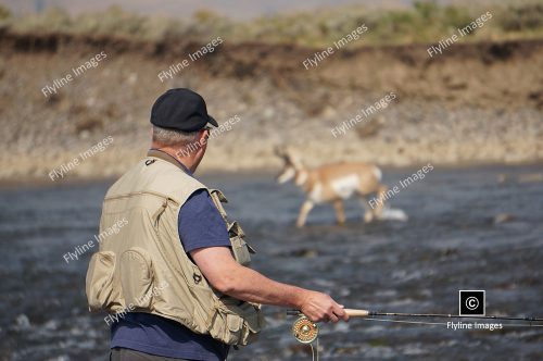 Fly Fisherman, Antelope, Lamar River
