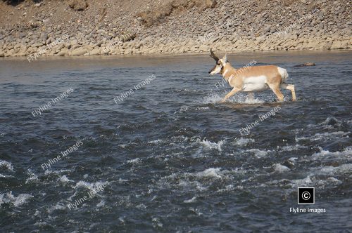 American Antelope, Antelope In Yellowstone