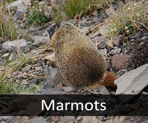 Marmots
