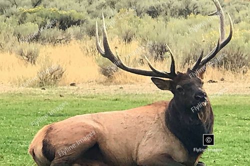 Bull Elk, Mammoth Hot Springs