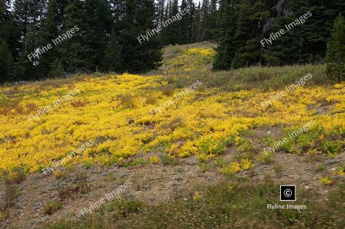 Wildflowers, Yellowstone, Mount Washburn Area