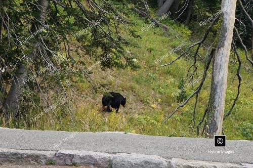 Black Bear, Yellowstone, Mount Washburn