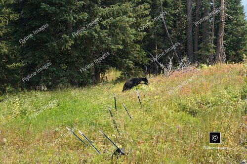 Black Bear, Yellowstone, Mount Washburn