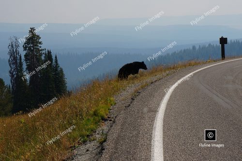Black Bear, Yellowstone, Mount Washburn