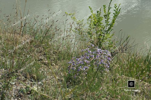 Chama River, Wildflowers