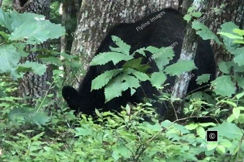Georgia Black Bear