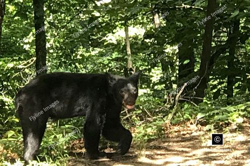 Black Bear, Georgia Black Bear, Sick Black Bear