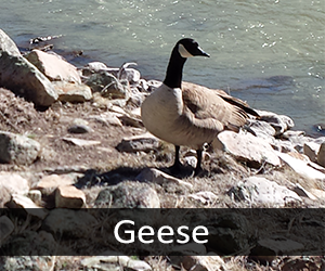 Geese