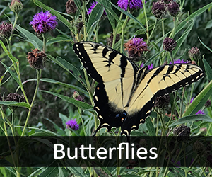 Butterflies