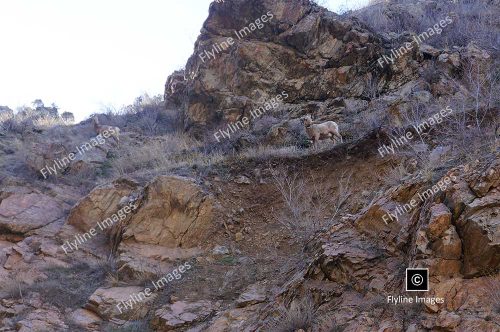 Dahl Sheep, Bighorn Sheep, Stone Sheep