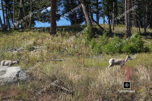 Dahl Sheep, Bighorn Sheep, Stone Sheep