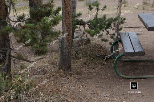 Honey Badger, Yellowstone National Park, Gardner River Area