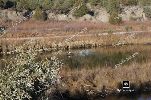 Chama River, El Vado Ranch, Tierra Amarilla New Mexico