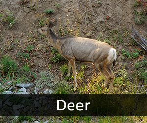 Deer