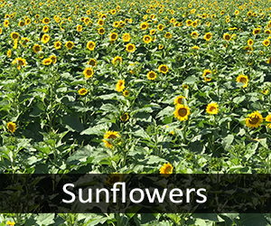 Sunflowers