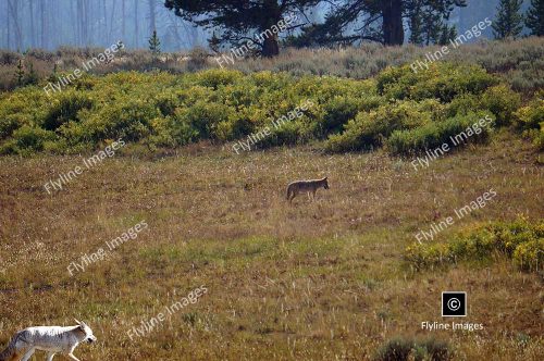 Coyotes, Yellowstone National Park