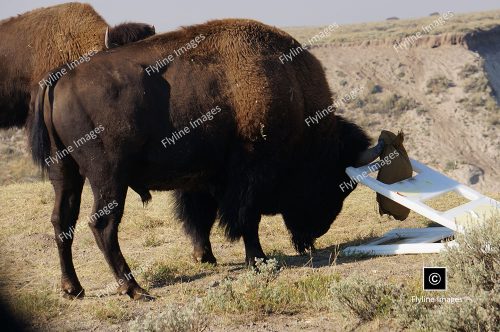 Bison, Buffalo