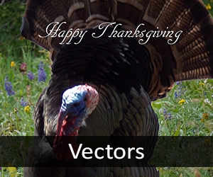 Vector