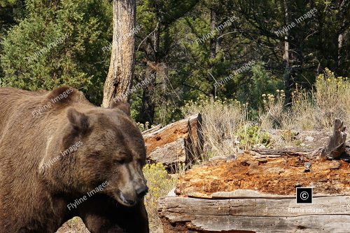 Grizzly Bear, Grizzly Bears, Yellowstone Bears