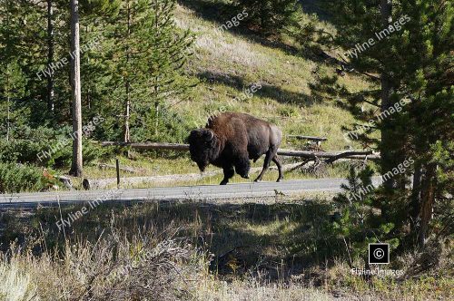 Yellowstone National Park, Buffalo, Madison River