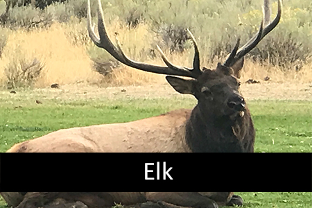 Stock Photos of Elk