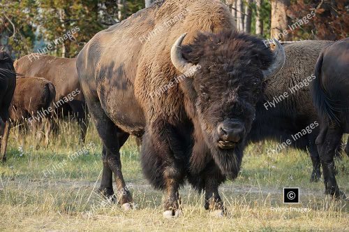 Buffalo, Bull Buffalo, Yellowstone Bison, Yellowstone National Park