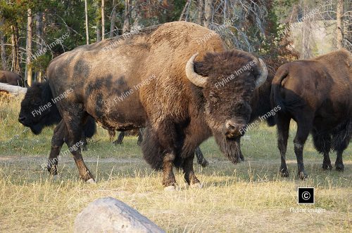 Buffalo, Bison, Buffalo Herds, Yellowstone National Park
