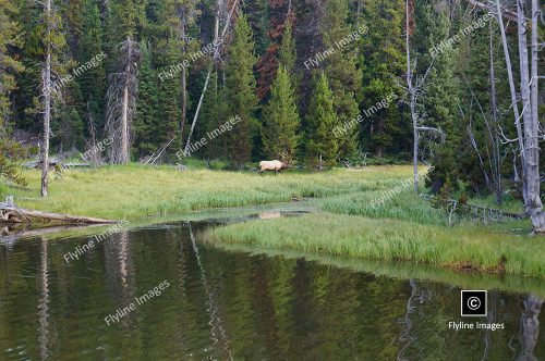 Yellowstone National Park, Bull Elk, Wildlife In Yellowstone